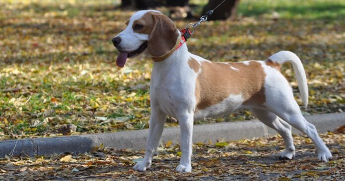 zakaz psov park j. a. baťu namestie partizánske