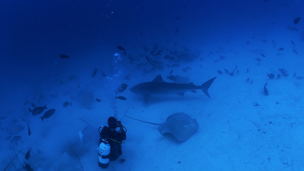 peter korytar potapanie maldivy